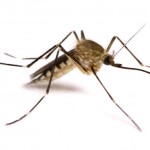 Le zanzare nell’ambiente